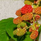 Beeren