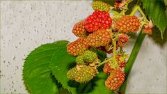 Beeren