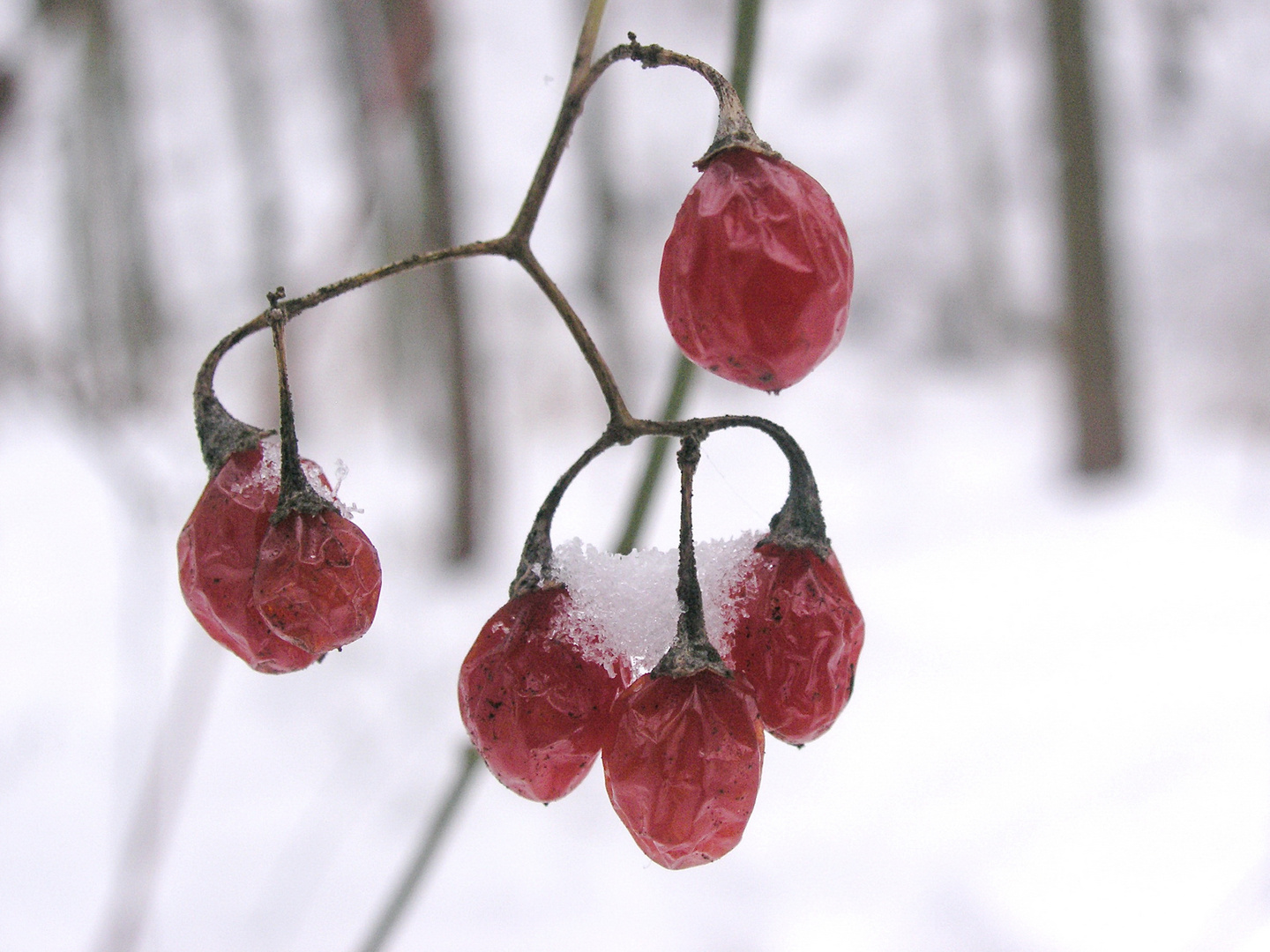 Beeren