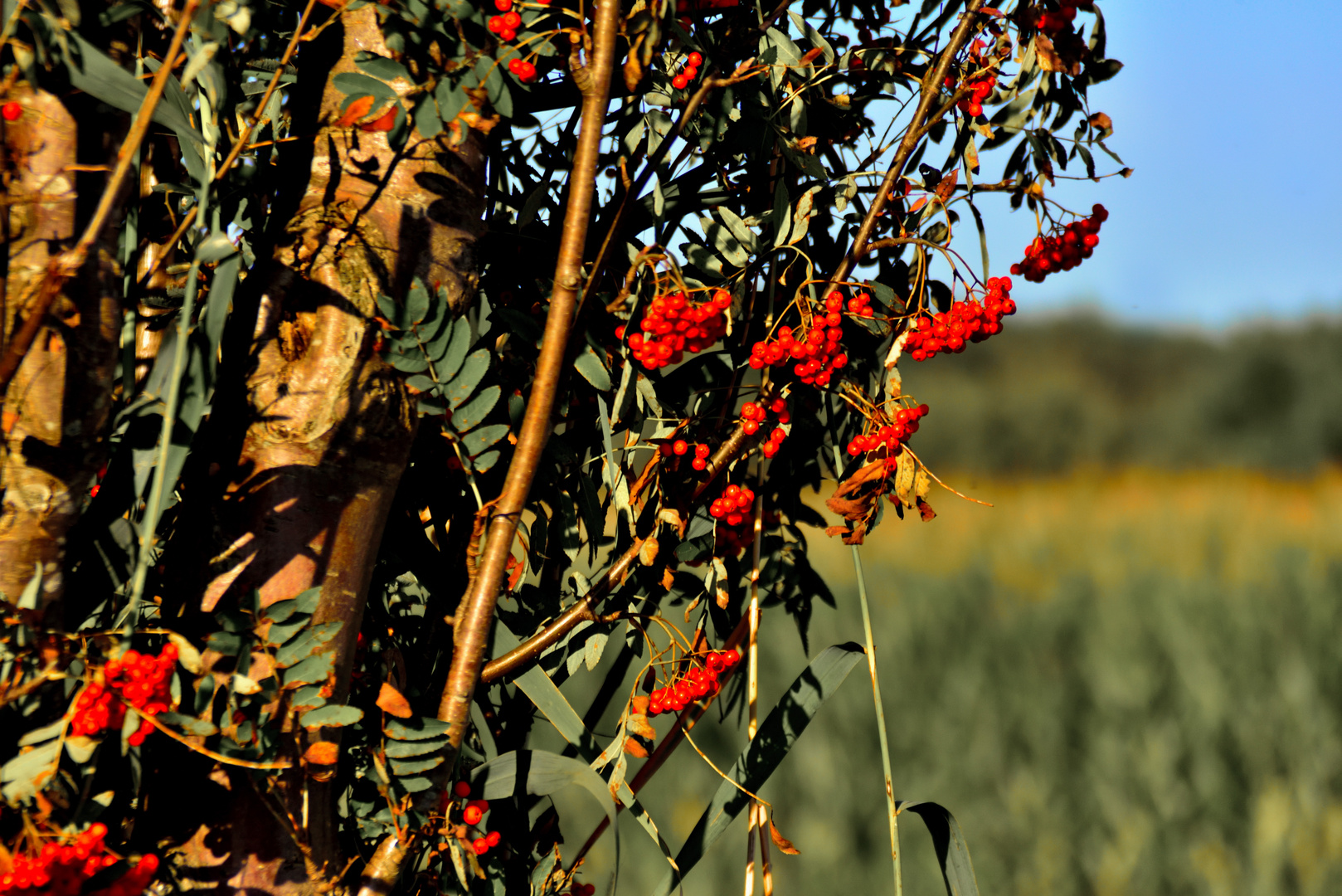 Beeren