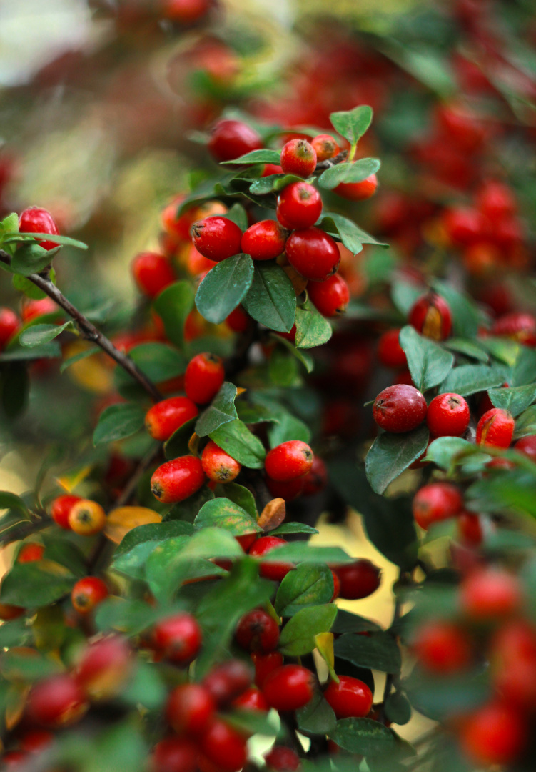 Beeren Foto &amp; Bild | natur, pflanzen Bilder auf fotocommunity