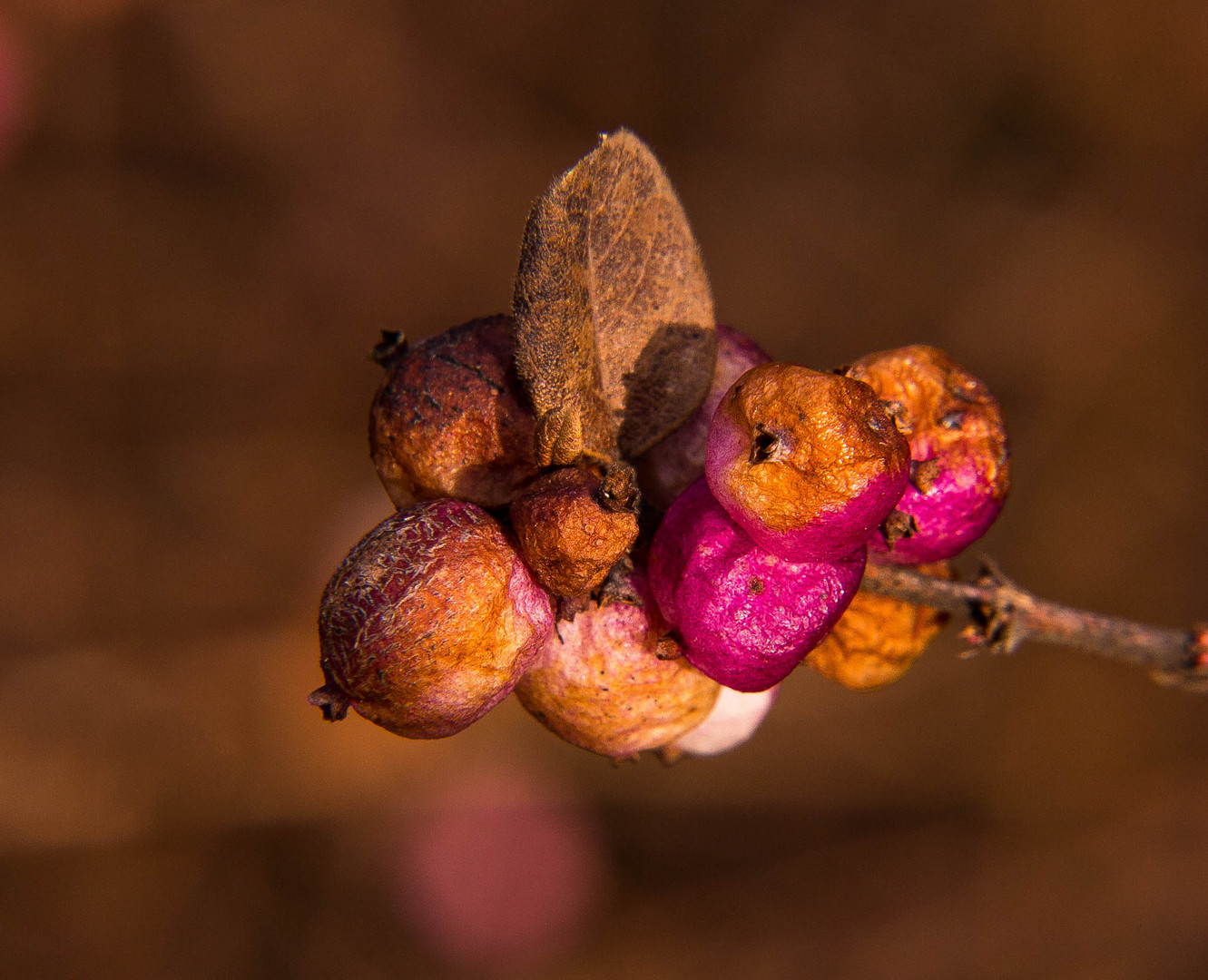 Beeren 