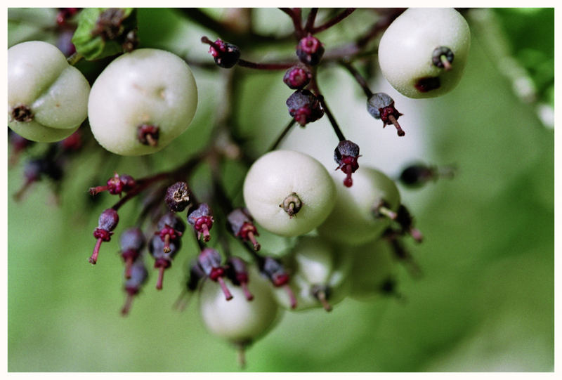 Beeren