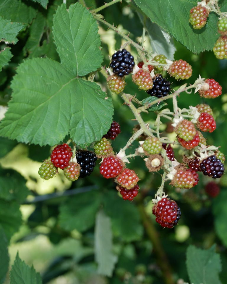 Beeren