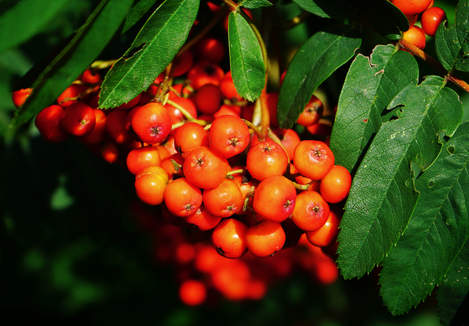 Beeren