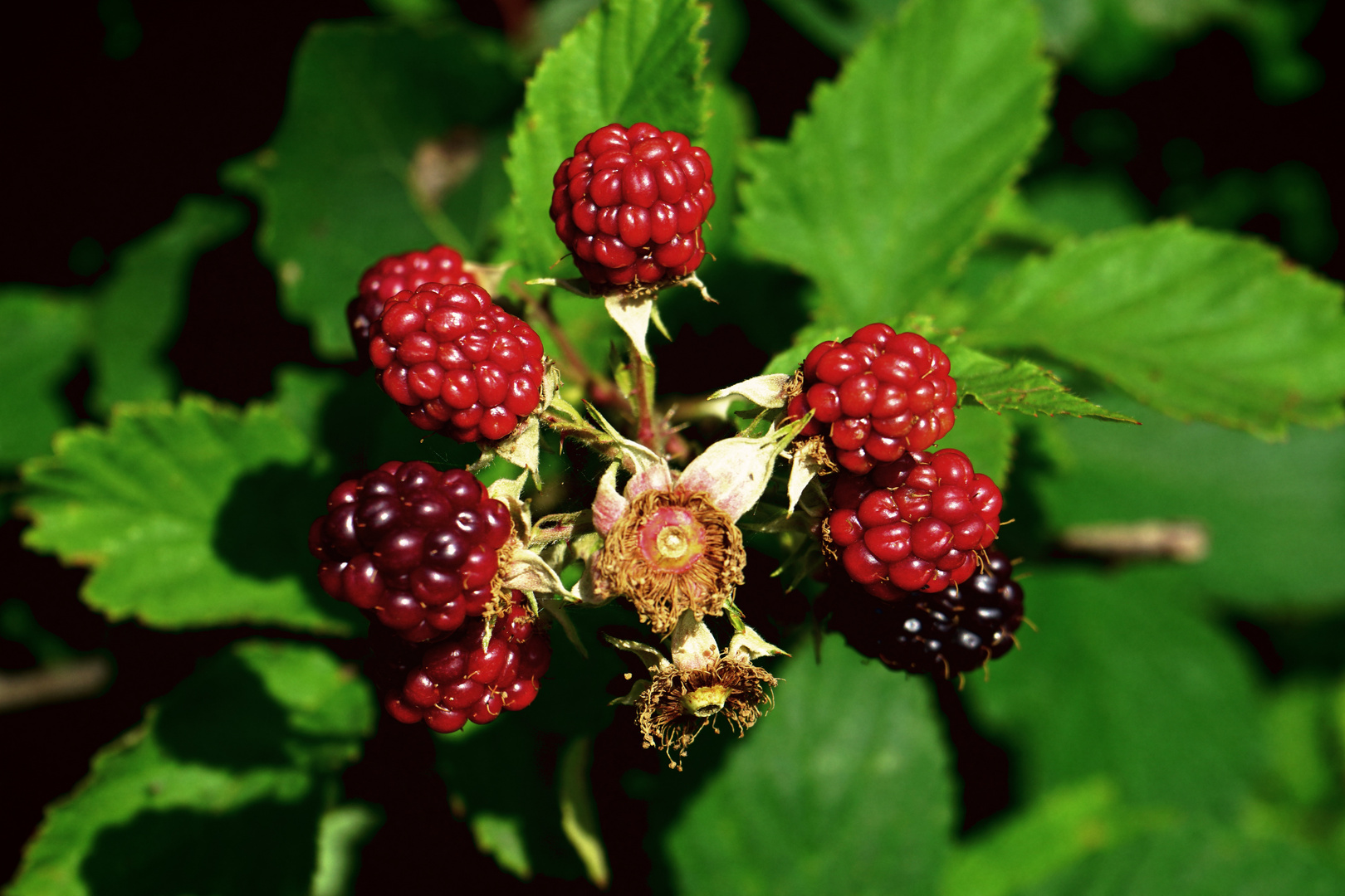 Beeren