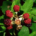 Beeren