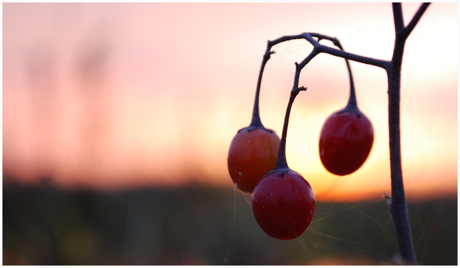 Beeren ?