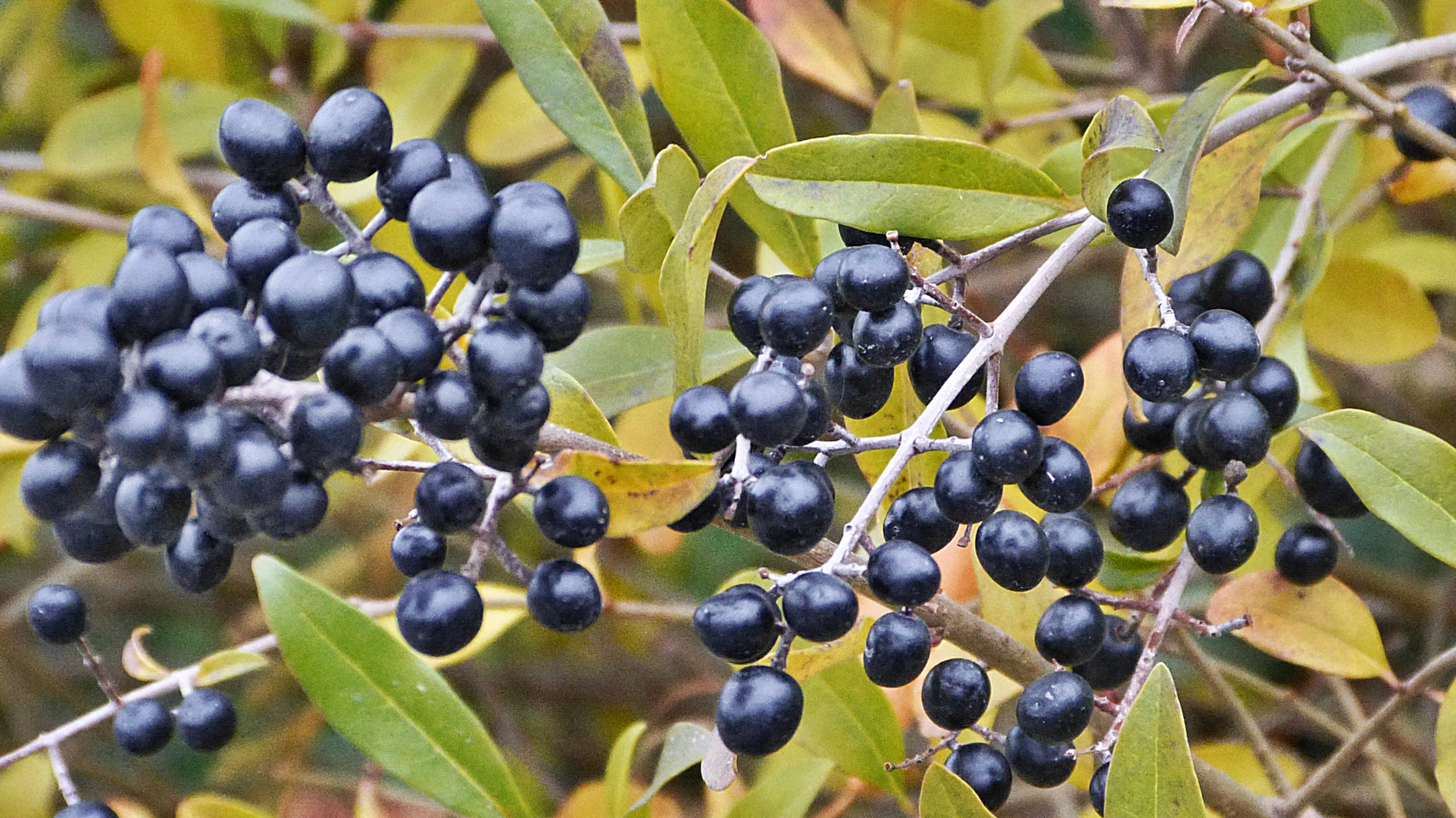 Beeren