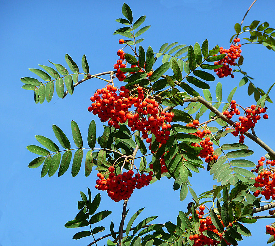 Beeren der Eberesche