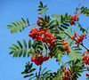 Beeren der Eberesche von Günter Walther 