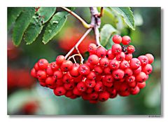 Beeren der Eberesche