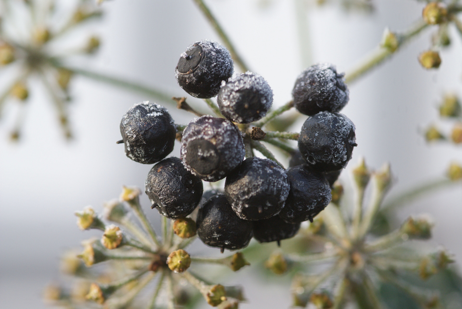 Beeren der Efeu, winterlich