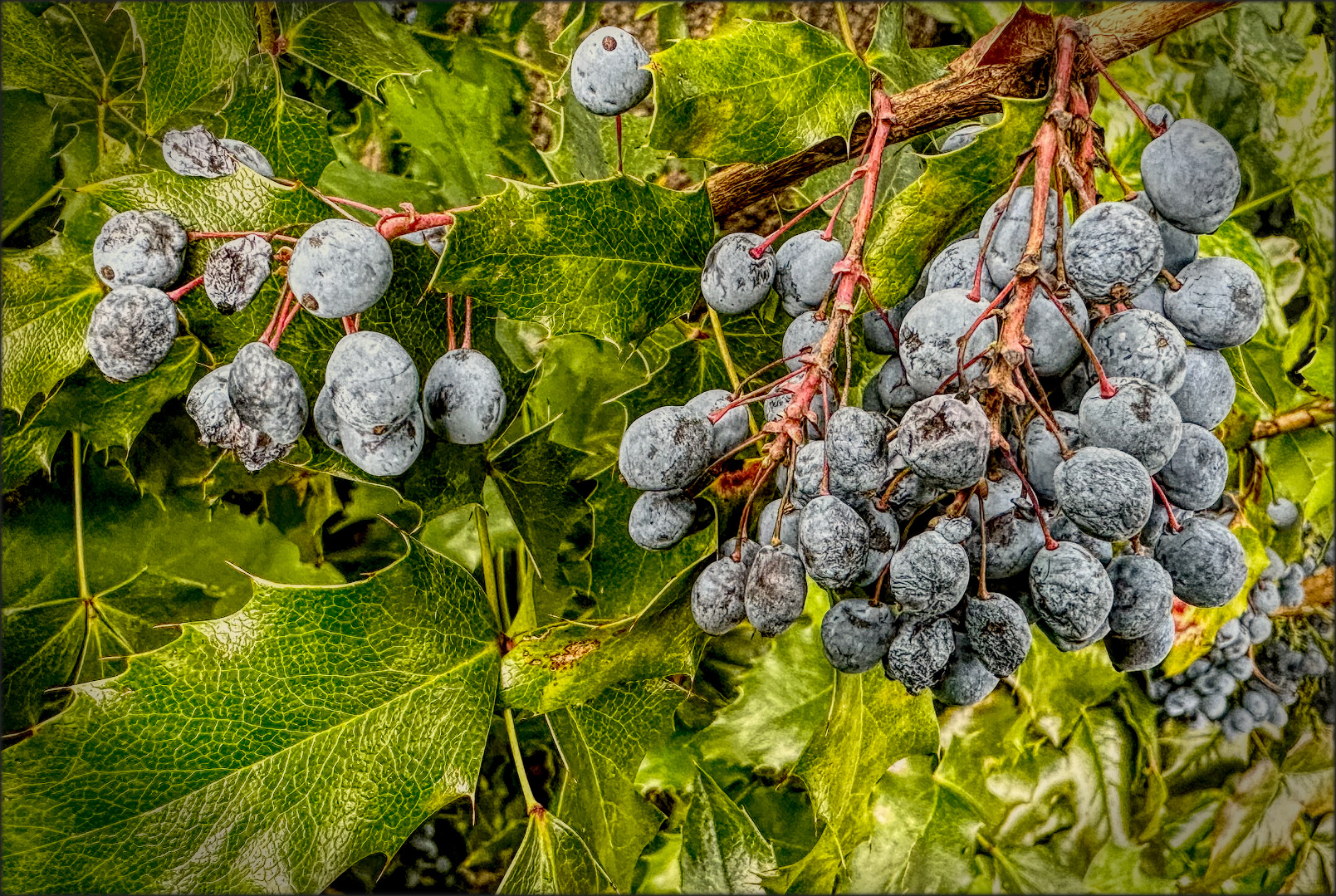 Beeren der Mahonie