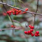 Beeren der Röte