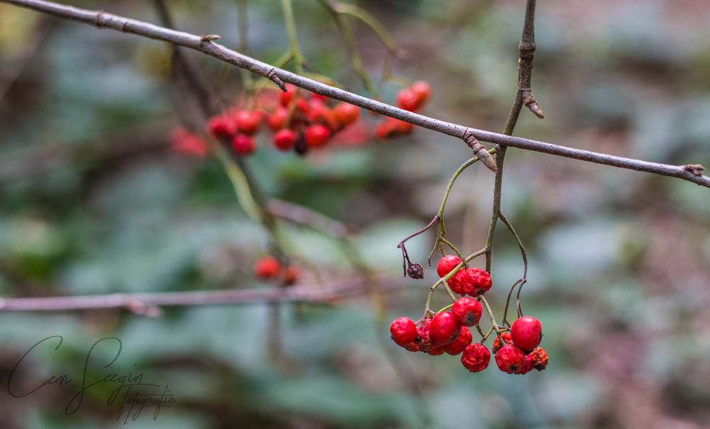 Beeren der Röte