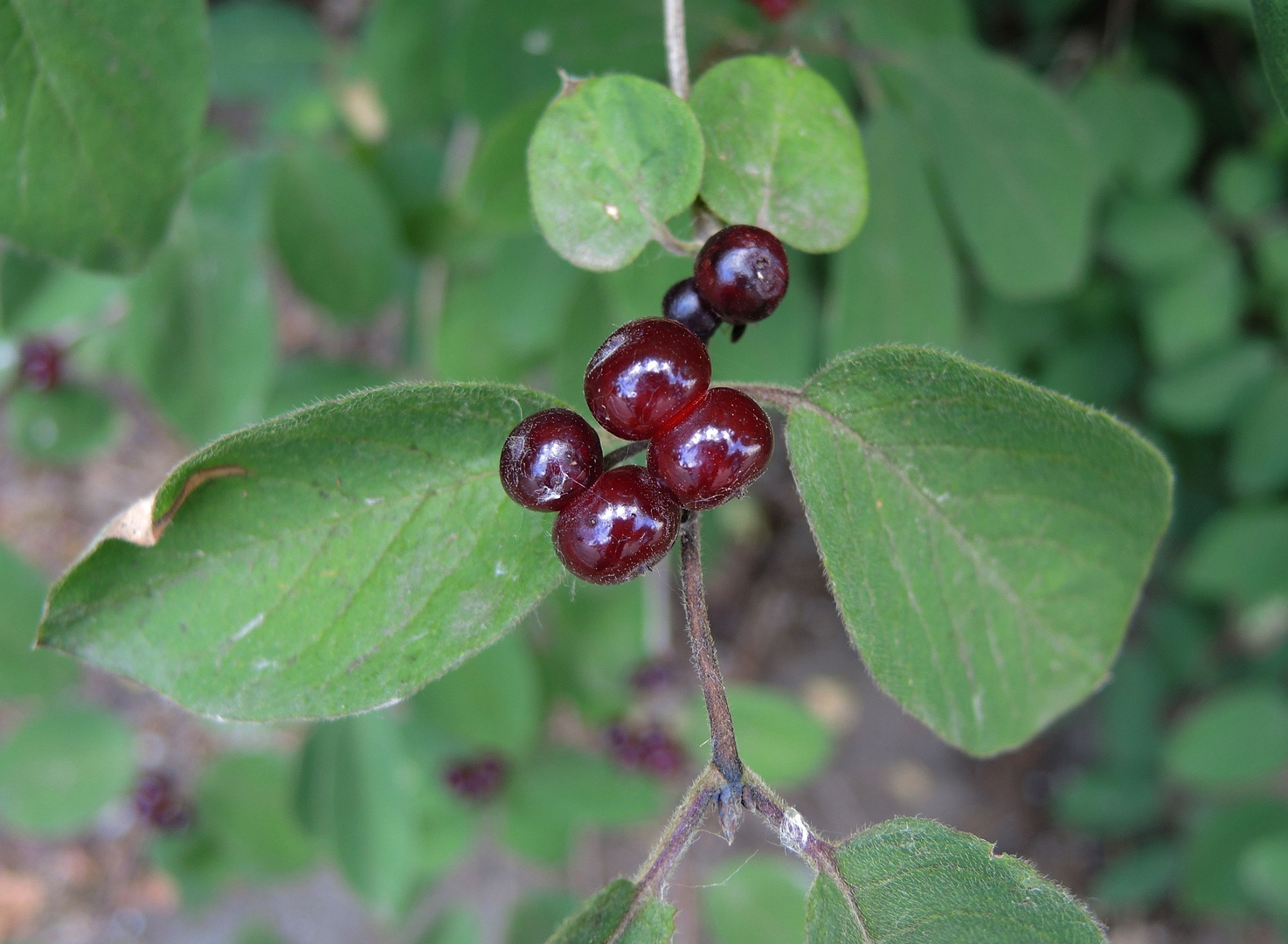 Beeren der Roten Heckenkirsche (Lonicera xylosteum)