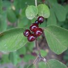 Beeren der Roten Heckenkirsche (Lonicera xylosteum)