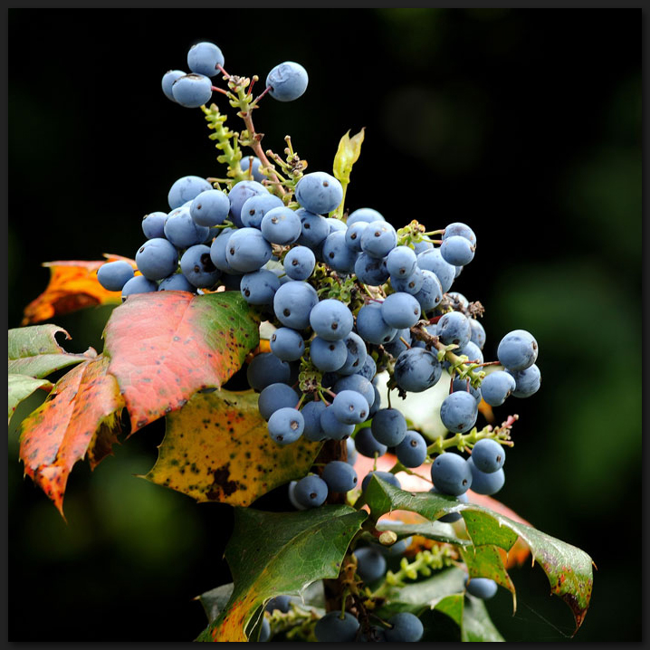 Beeren der Stechdornblättrigen Mahonie