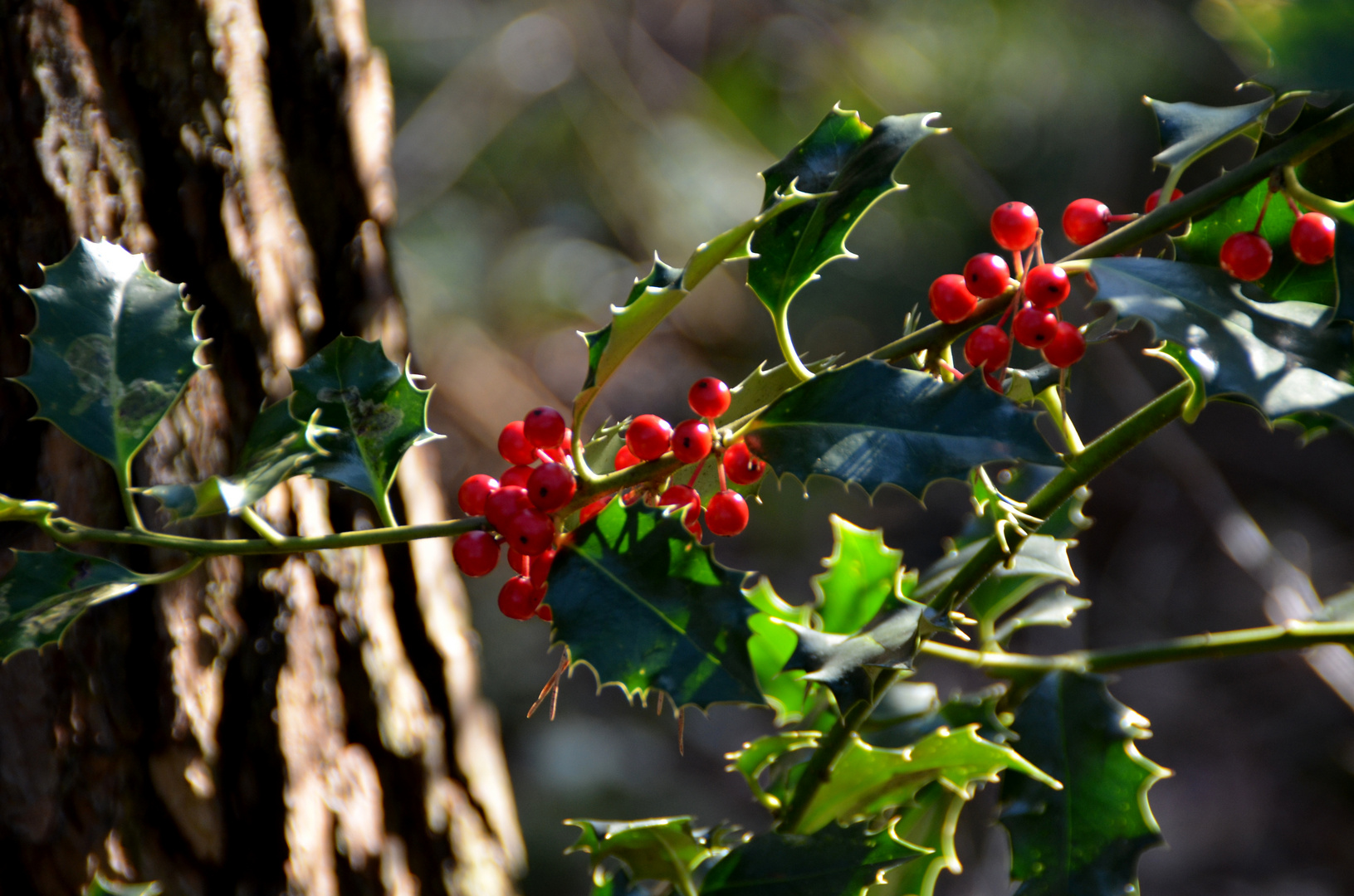 Beeren der Stechpalme