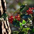 Beeren der Stechpalme