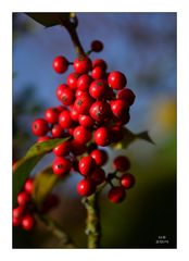 Beeren der Stechpalme