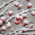 Beeren der Zwergmispel im Winter