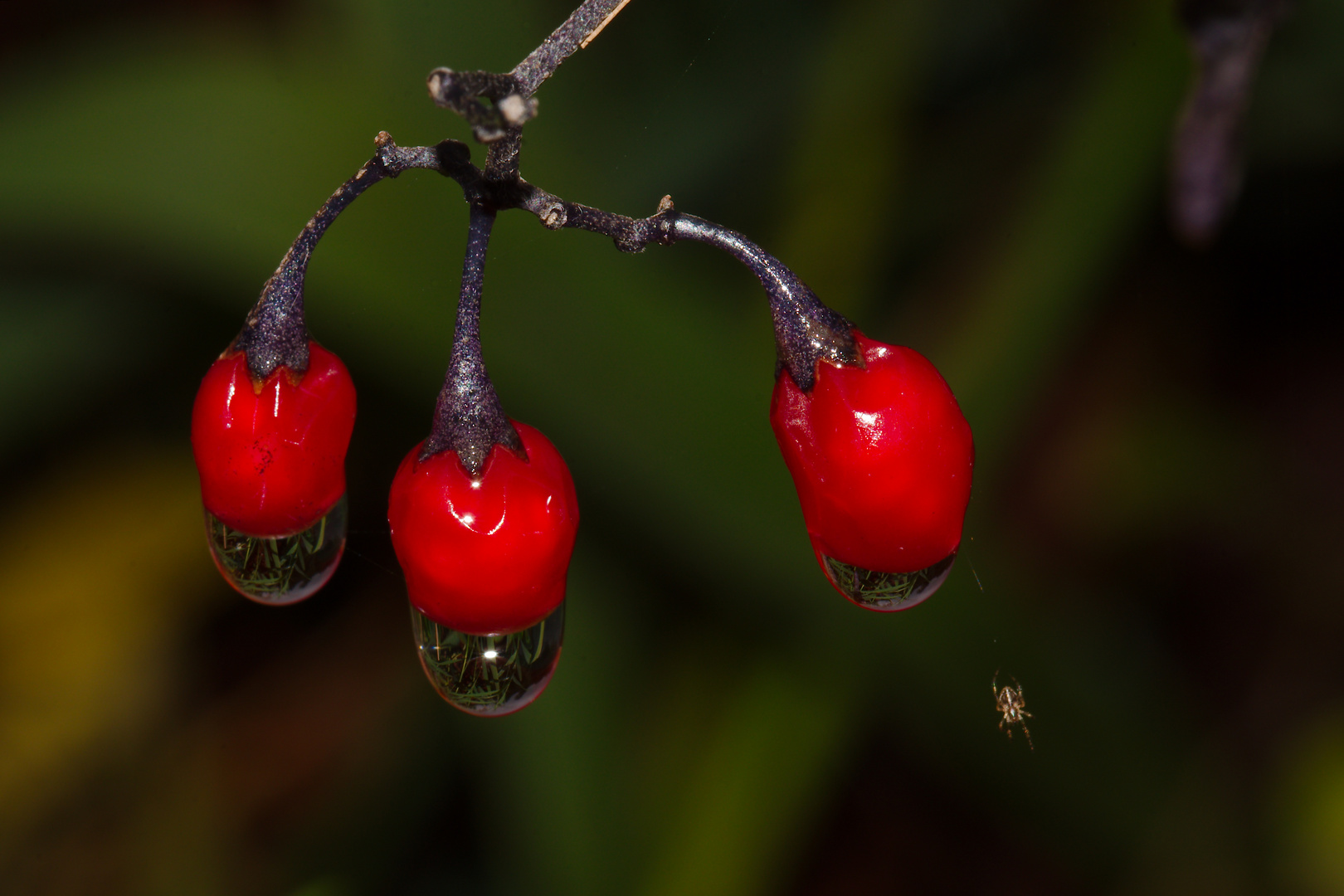 Beeren des bittersüsen Nachtschattens 1