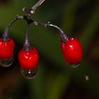 Beeren des bittersüsen Nachtschattens 1