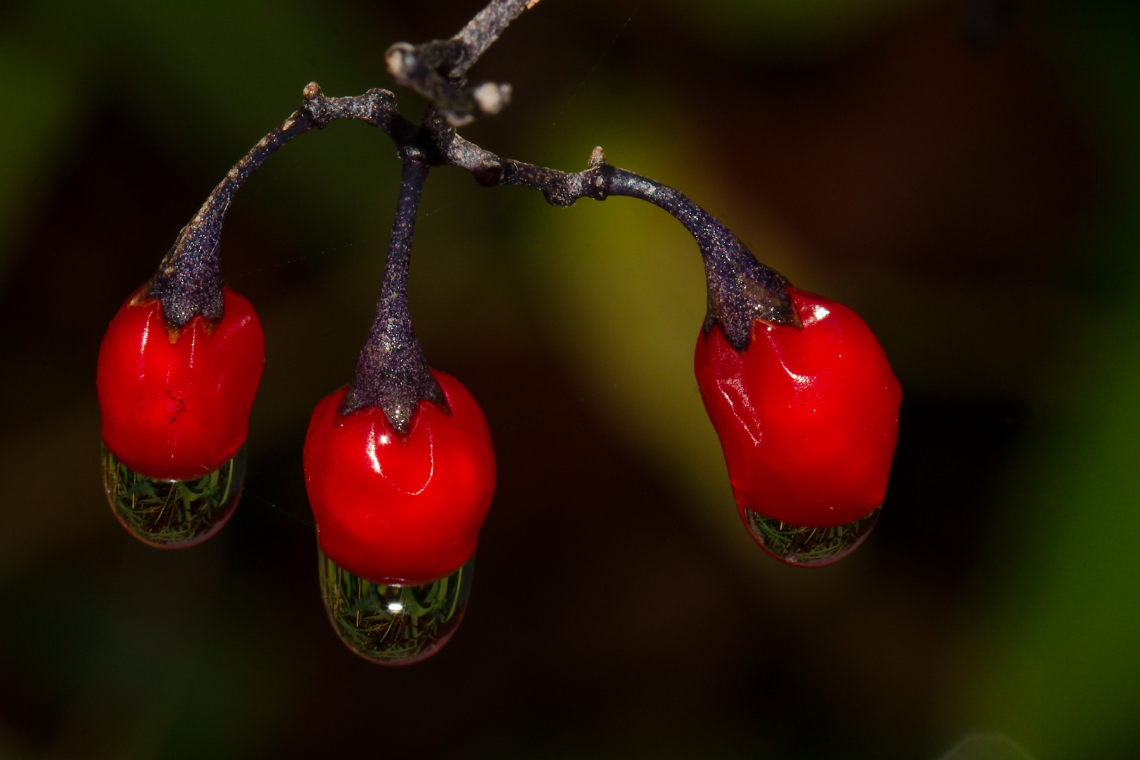 Beeren des bittersüsen Nachtschattens 2