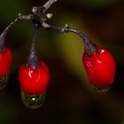 Beeren des bittersüsen Nachtschattens 2