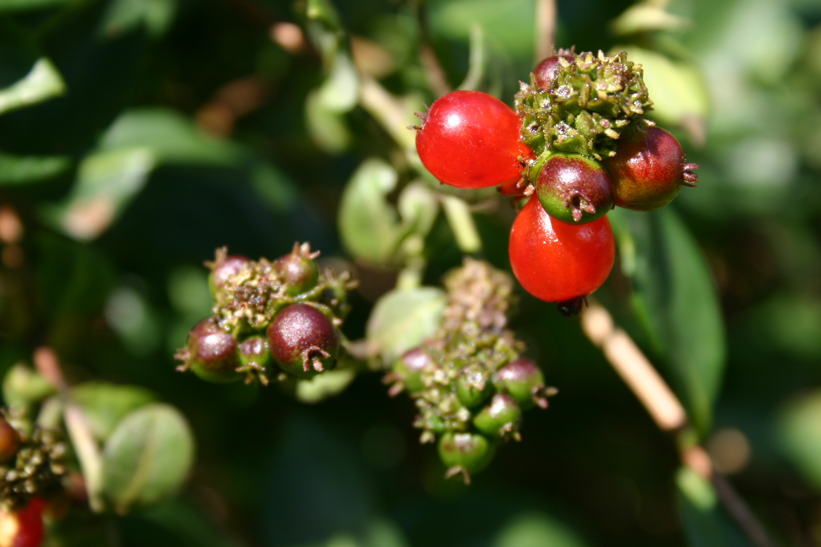 Beeren des Gartengeißblatt