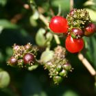 Beeren des Gartengeißblatt