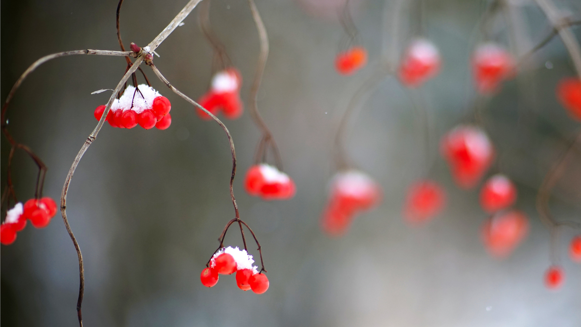 Beeren des gemeinen Schneeball (Viburnum opulus)...