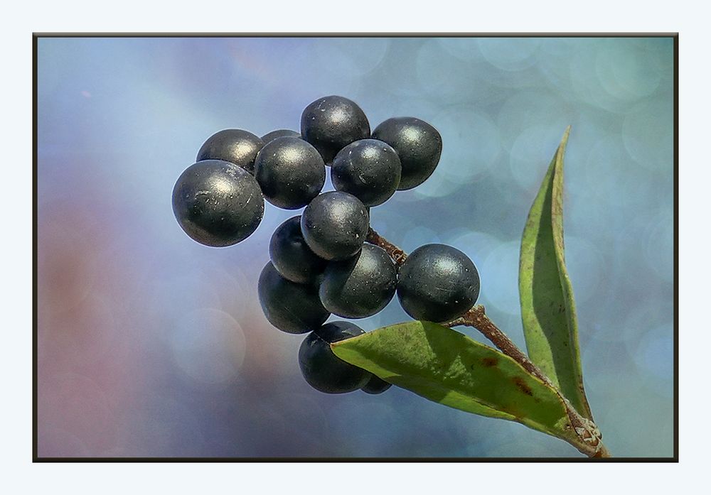 Beeren des Ligusterstrauchs