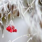 Beeren des Schneeballs bei Raureif