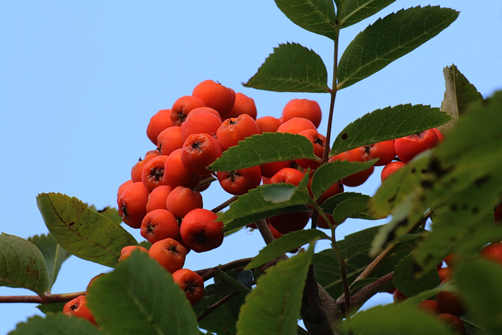 Beeren die vor dem Himmel leuchten