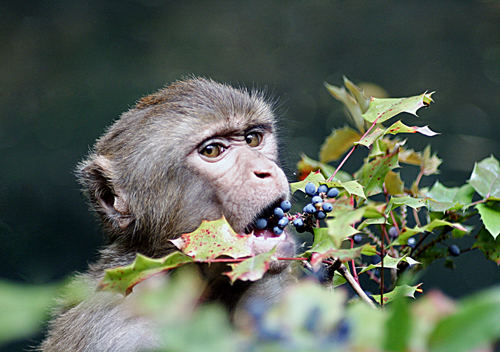 Beeren-Dieb