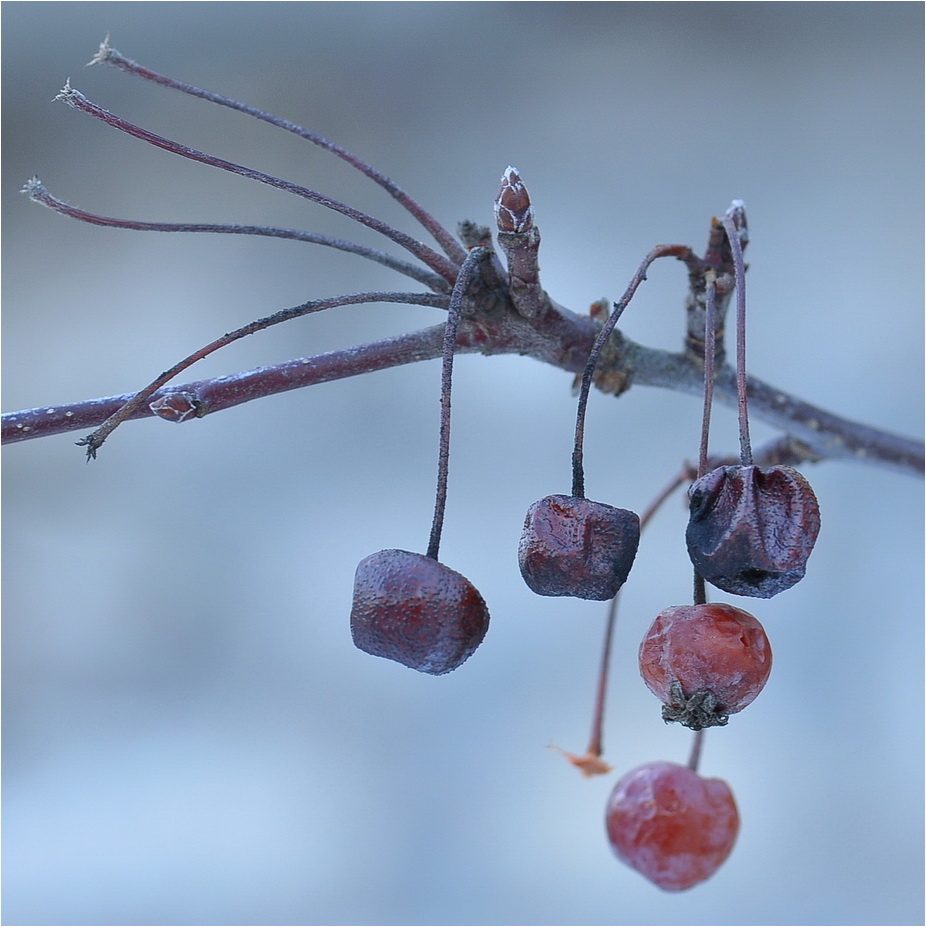 Beeren-Dienst