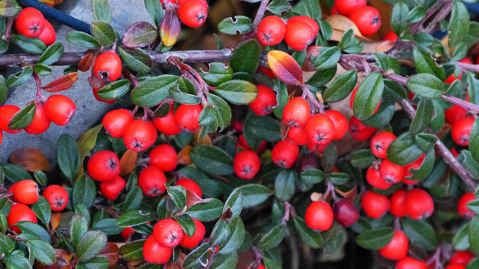 Beeren Foto &amp; Bild | pflanzen, pilze &amp; flechten, früchte und beeren ...