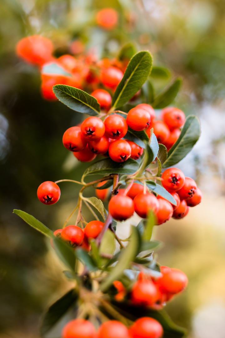 Beeren