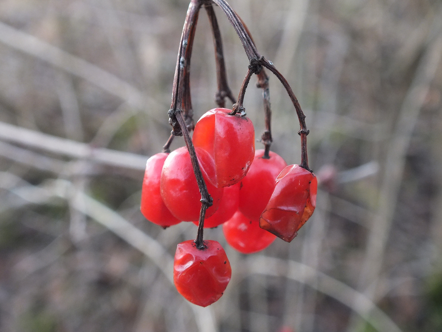 Beeren