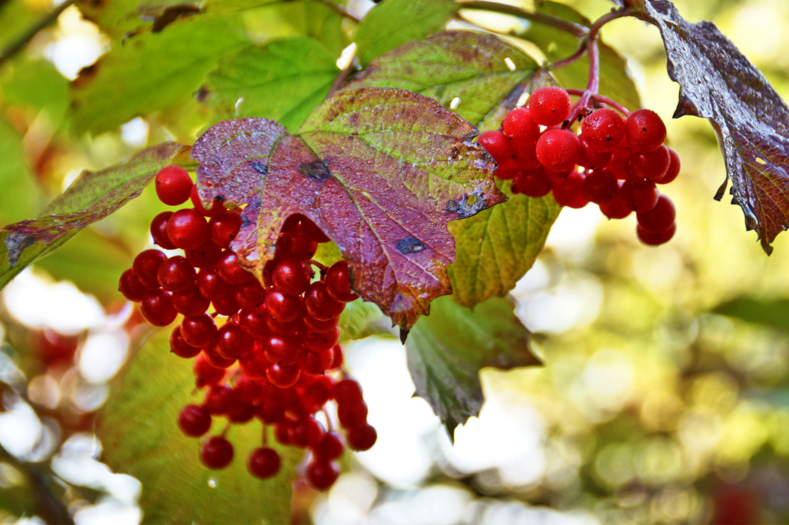 Beeren