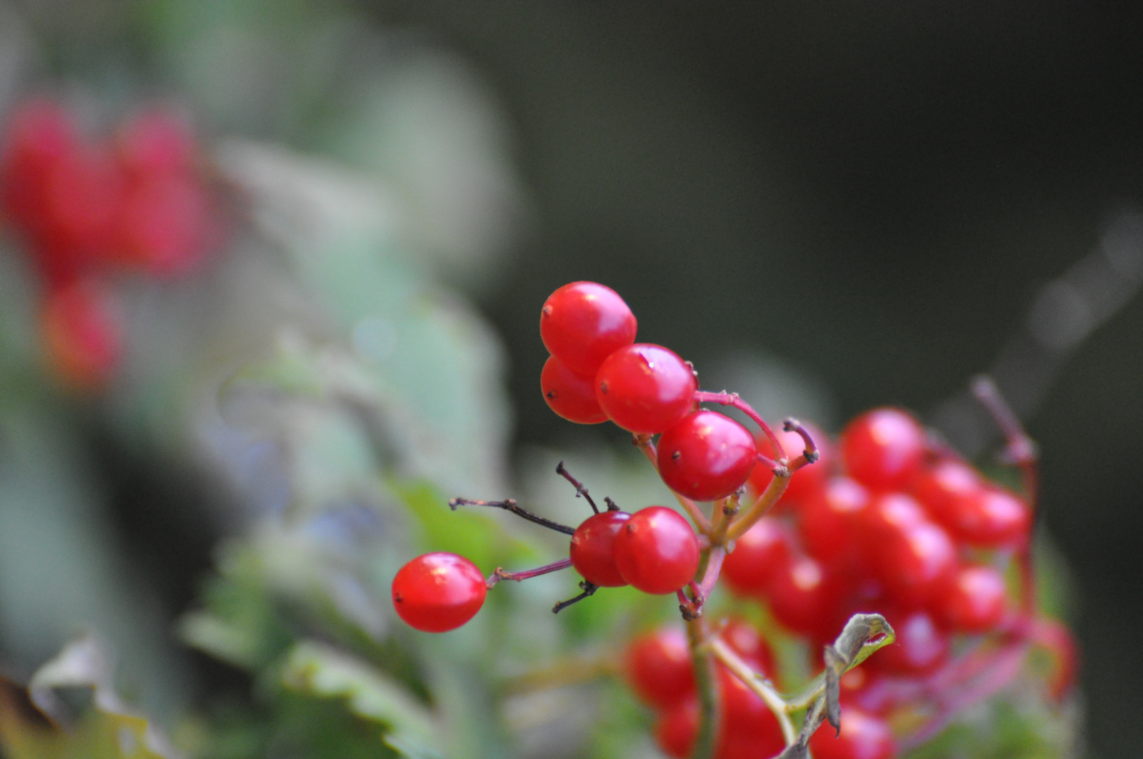 Beeren