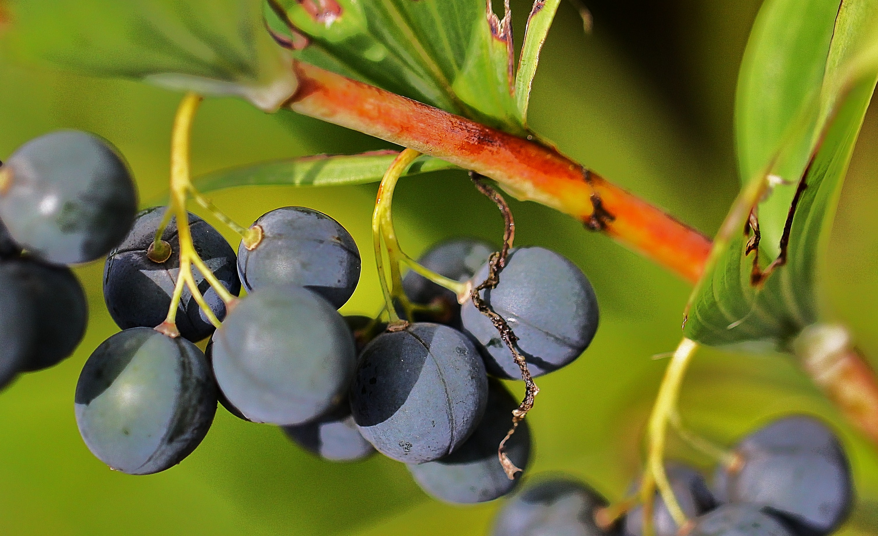 Beeren