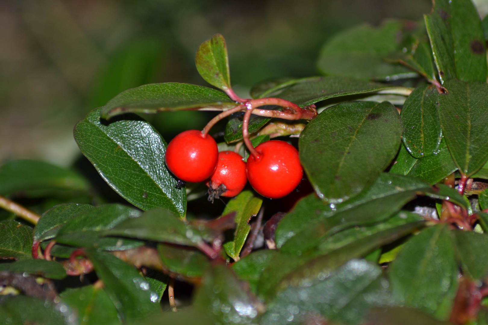 Beeren