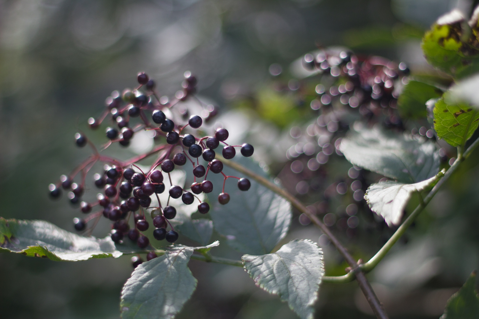 Beeren