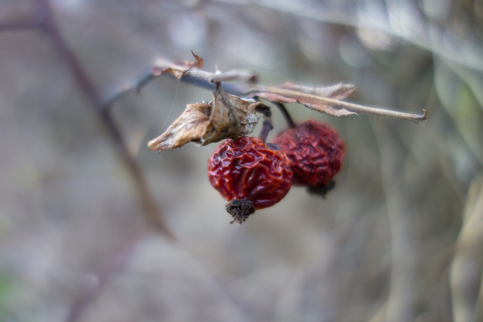 Beeren