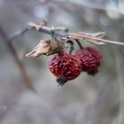 Beeren