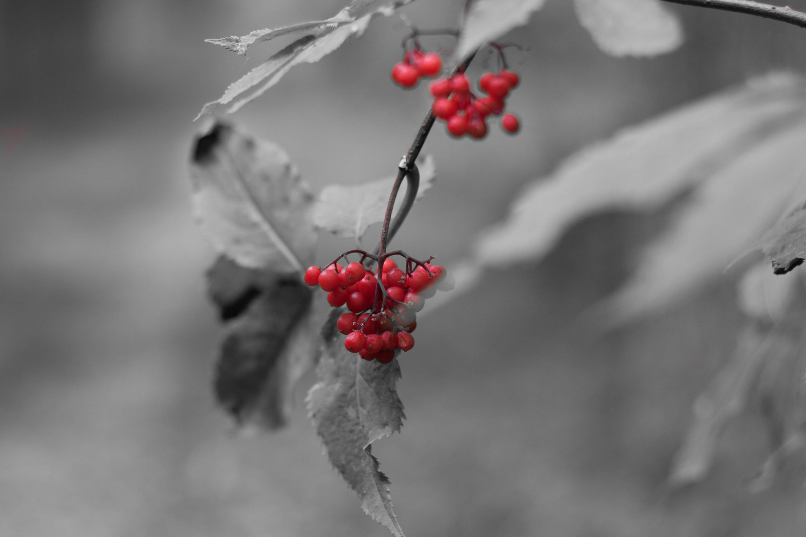 Beeren